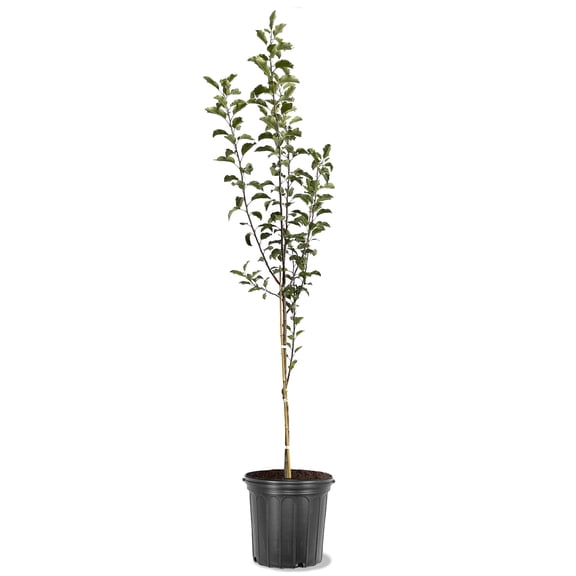 Expert Gardener Gala Apple Live Tree, 3.25 Gallon