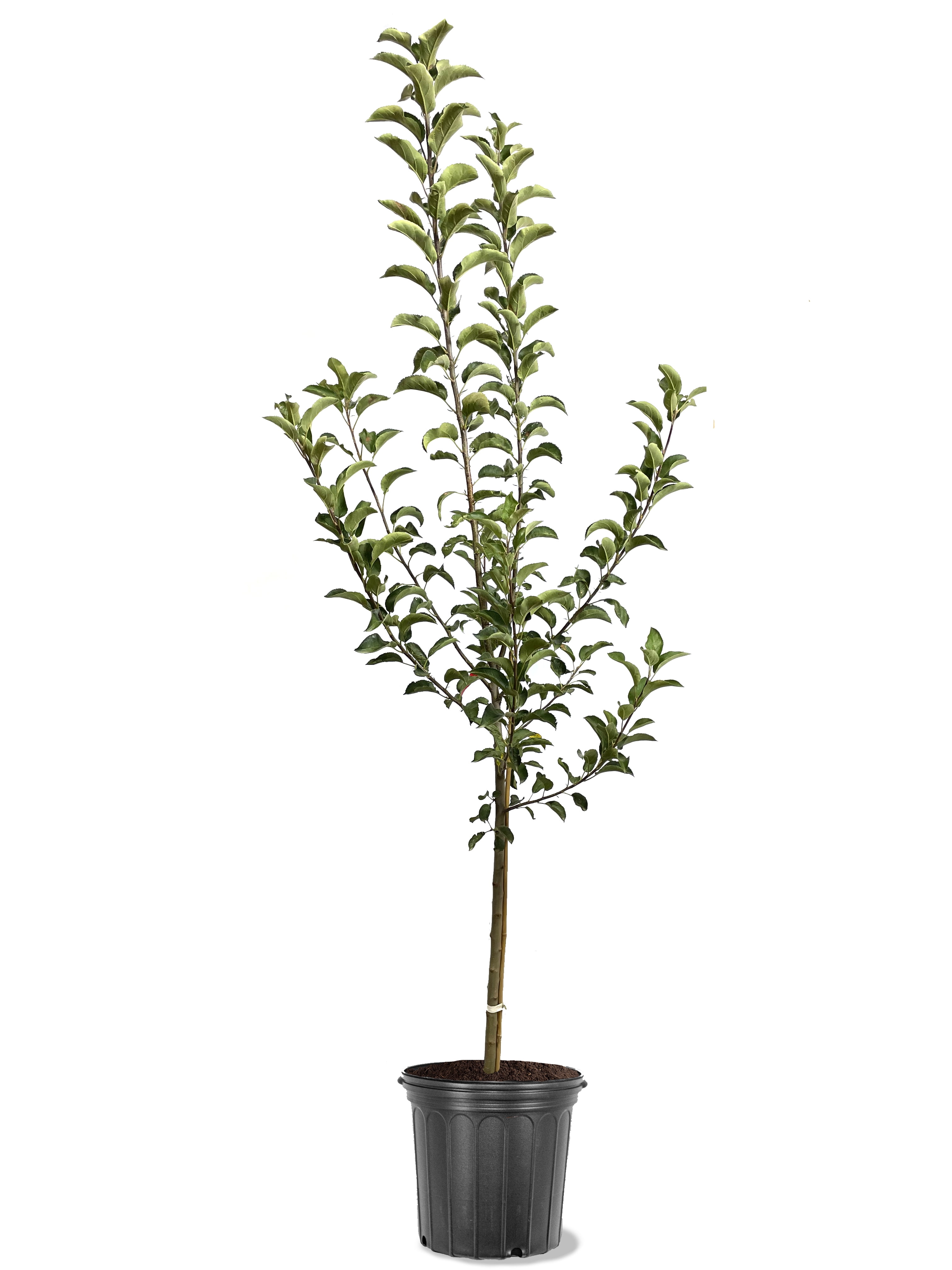 Expert Gardener 3.25 Gallon Apple Golden Delicious Live Tree