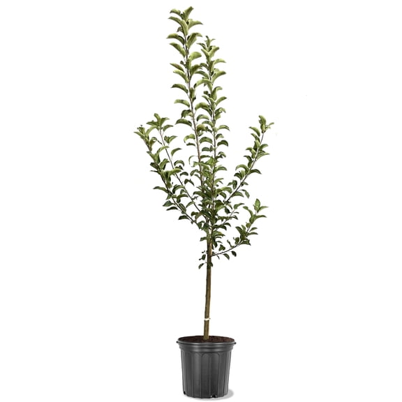 Expert Gardener 3.25 Gallon Apple Golden Delicious Live Tree