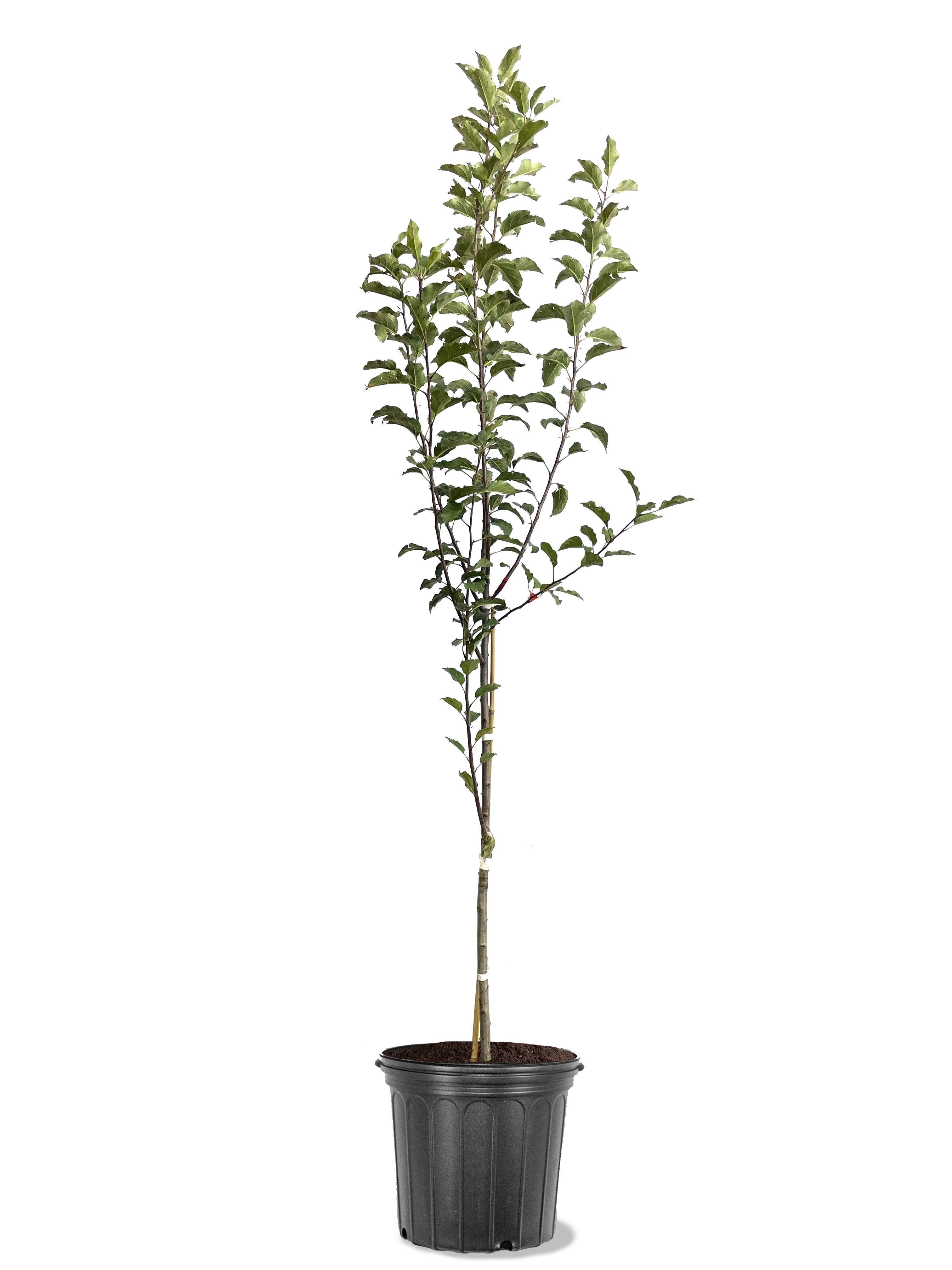 Expert Gardener 3.25 Gallon Apple Red Delicious Live Tree