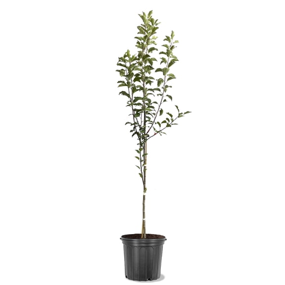 Expert Gardener 3.25 Gallon Apple Red Delicious Live Tree