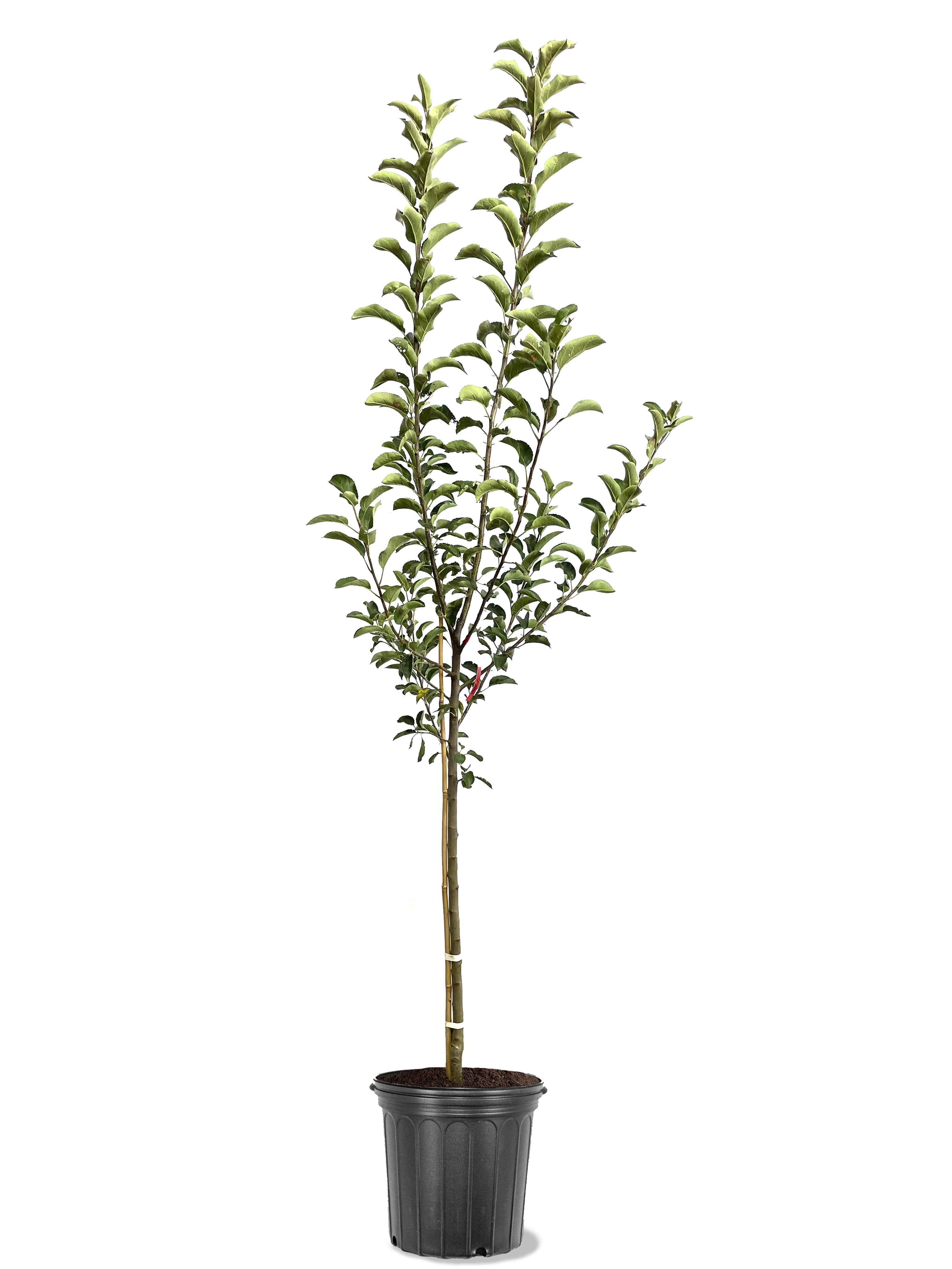 Expert Gardener 3.25 Gallon Apple Stayman Live Tree