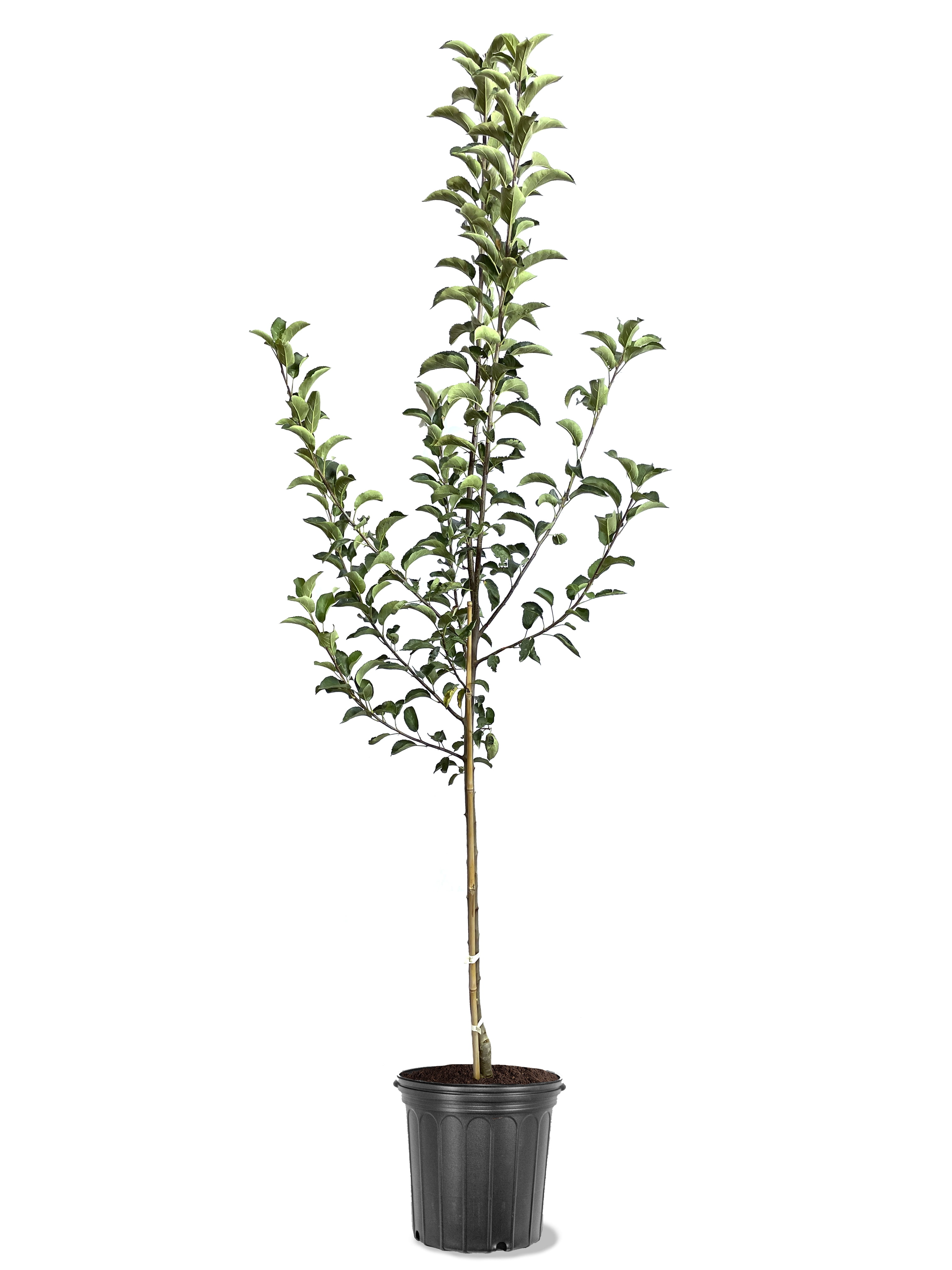 Expert Gardener 3.25 Gallon Apple Winesap Live Tree