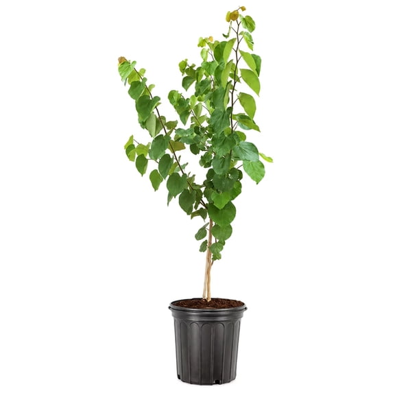 Expert Gardener 3.25 Gallon Eastern Red Bud Live Tree, Partial Sun