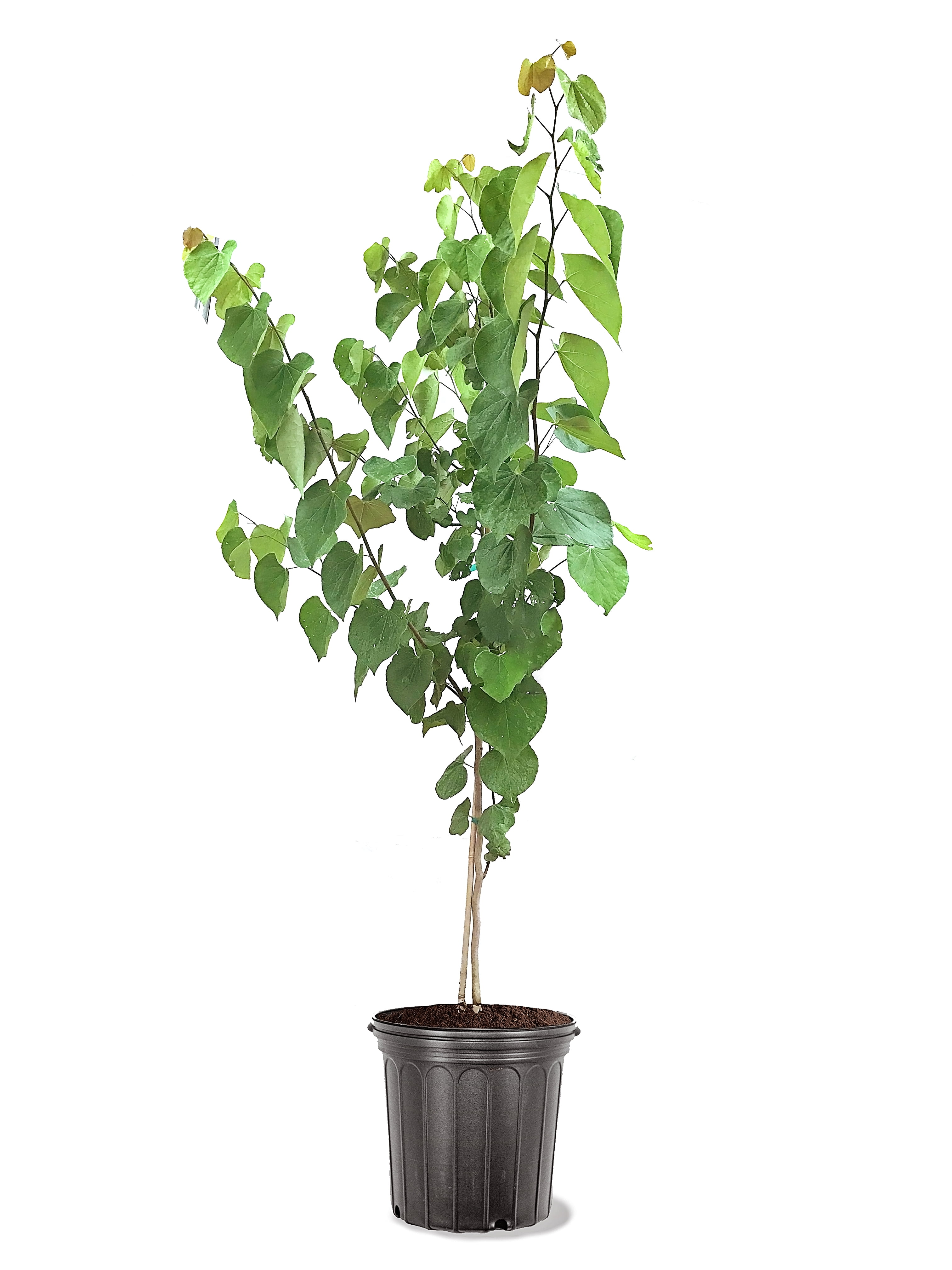 Expert Gardener 3.25 Gallon Eastern Red Bud Live Tree