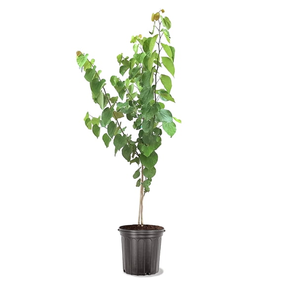 Expert Gardener 3.25 Gallon Eastern Red Bud Live Tree