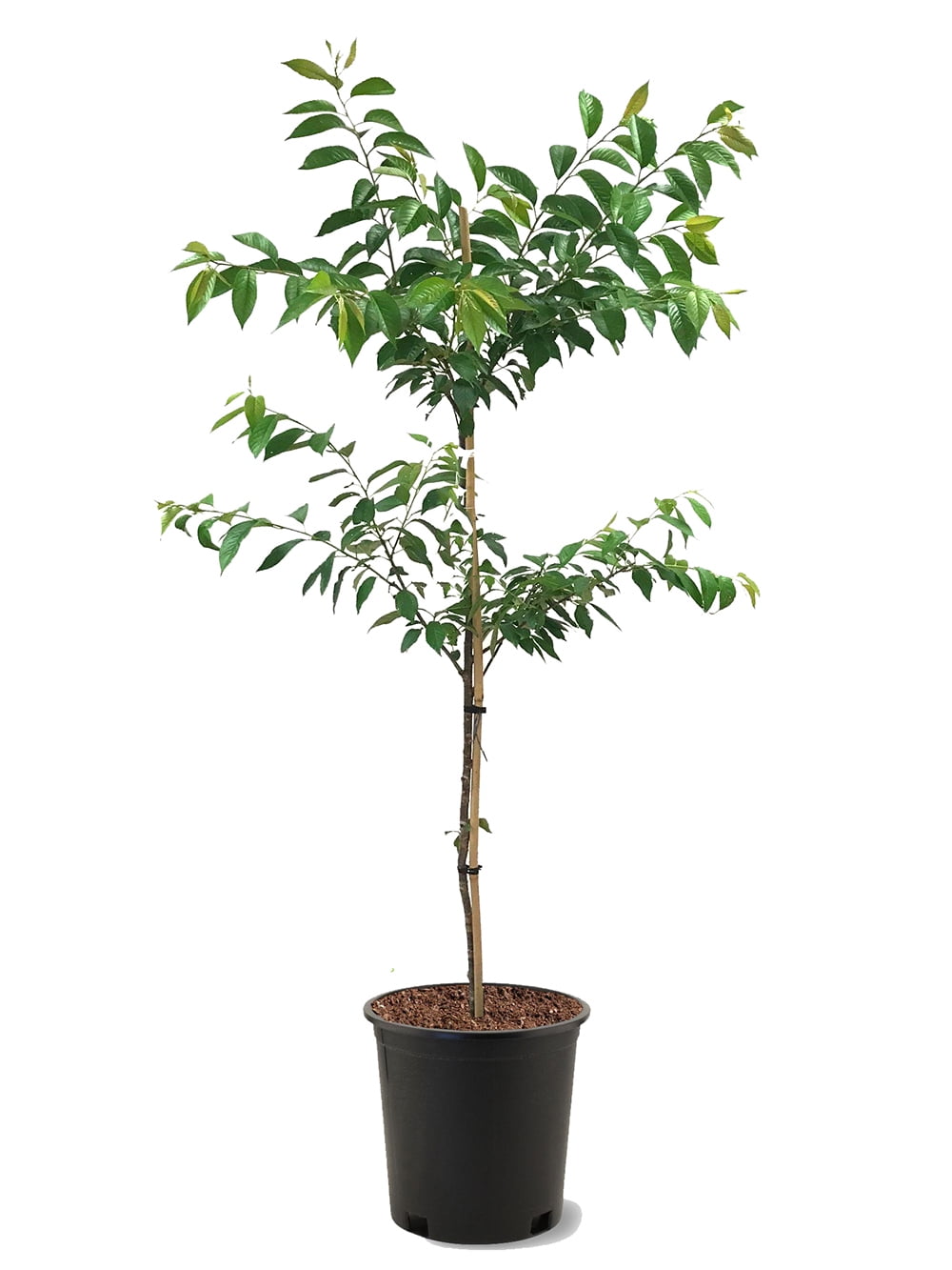 Expert Gardener 3.25 Gallon Flowering Cherry Kwanzan Live Tree