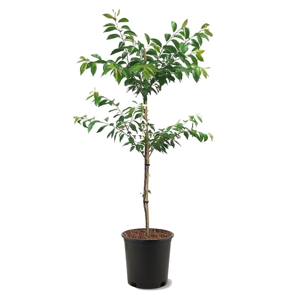 Expert Gardener 3.25 Gallon Flowering Cherry Kwanzan Live Tree