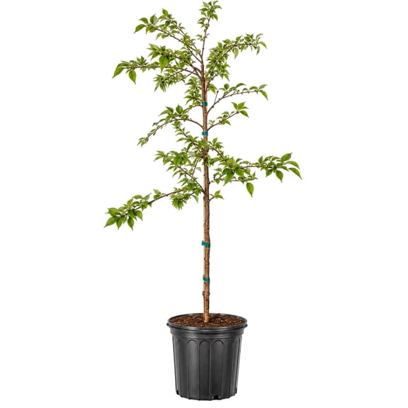 Expert Gardener 3.25 Gallon Flowering Yoshino Cherry Live Tree, Partial Sun, Trees