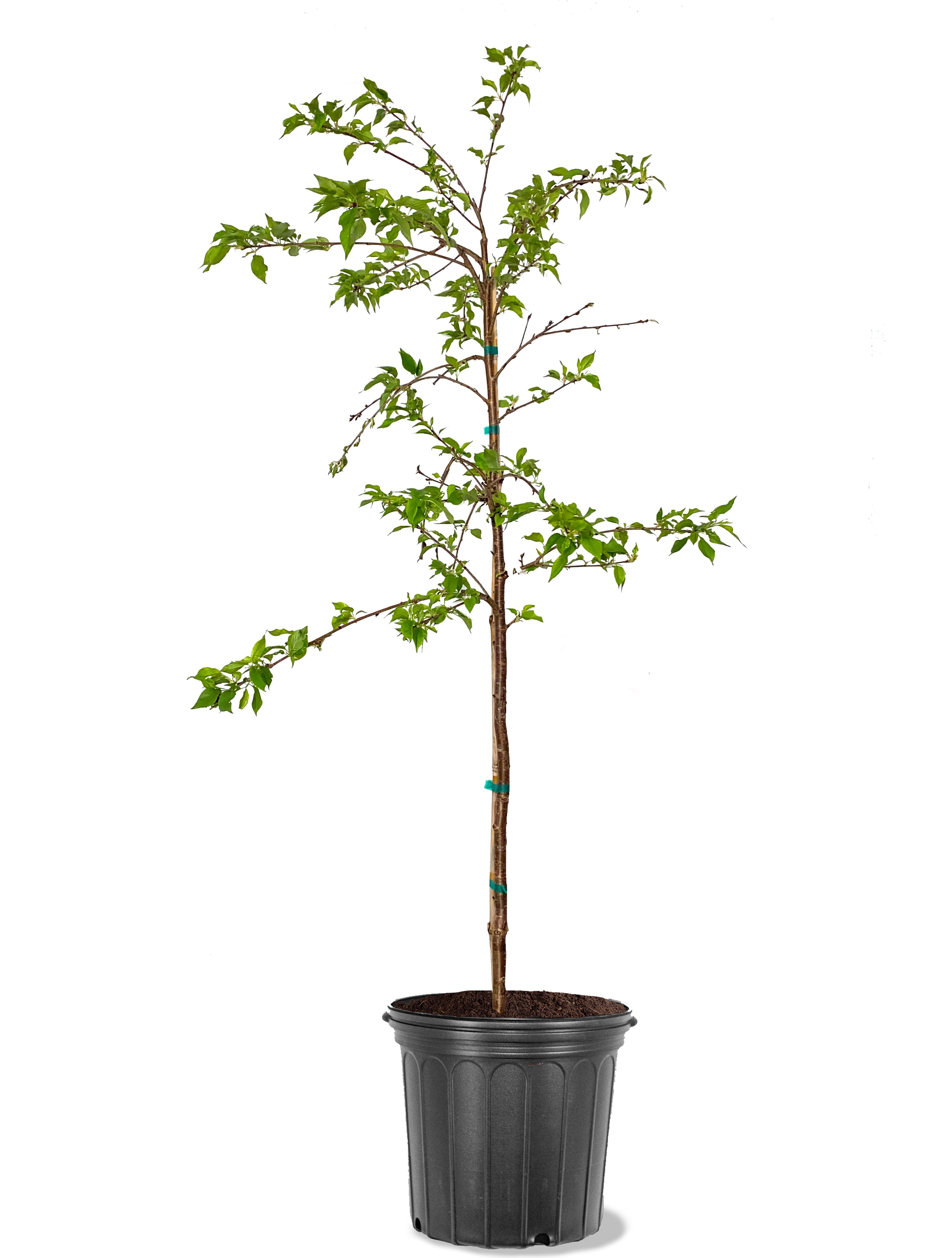 Expert Gardener 3.25 Gallon Flowering Cherry Yoshino Live Tree