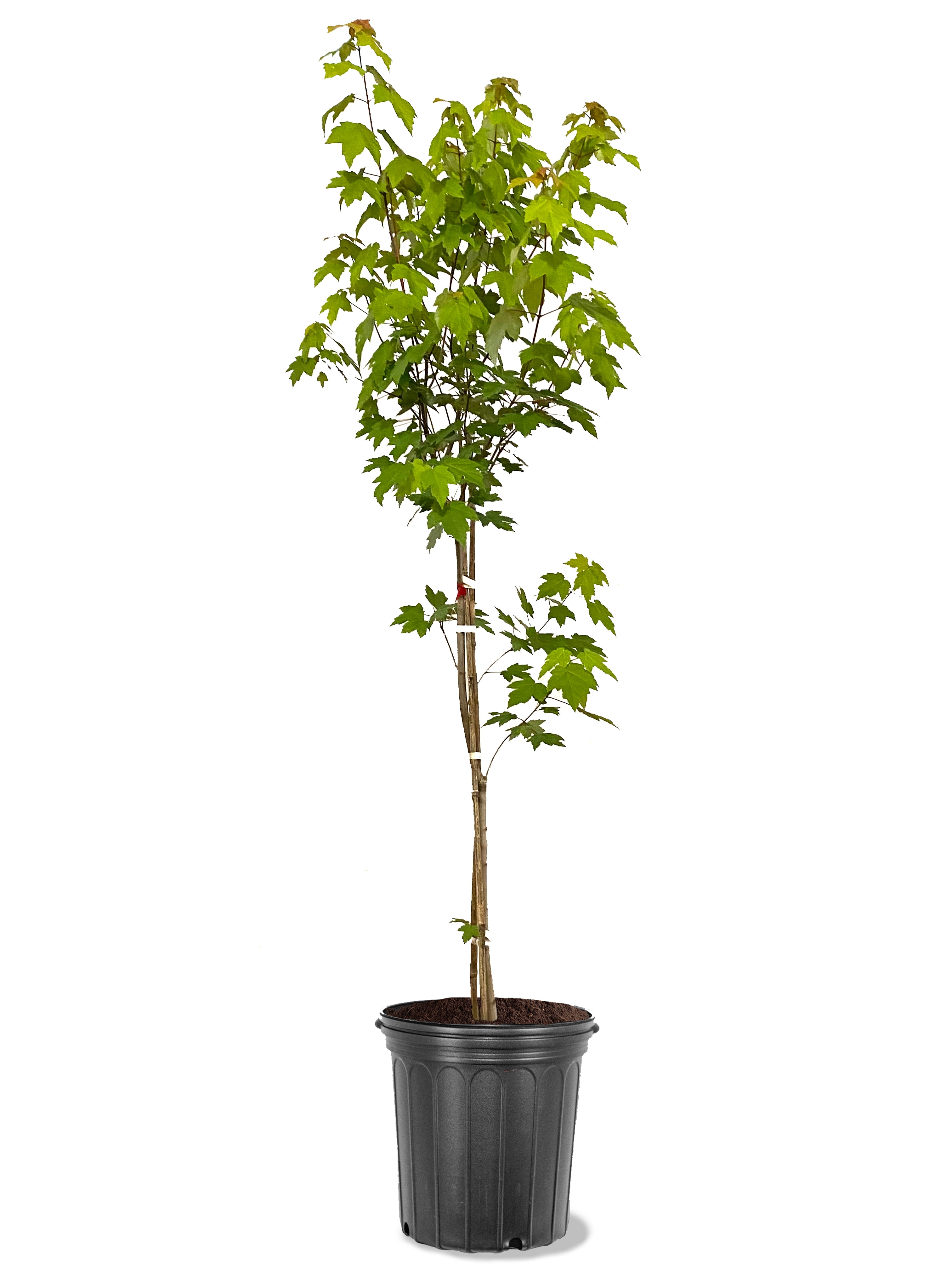 Expert Gardener 3.25 Gallon Maple Autumn Blaze Live Tree