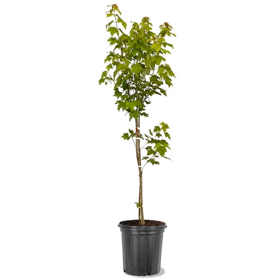 Expert Gardener 3.25 Gallon Maple Autumn Blaze Live Tree