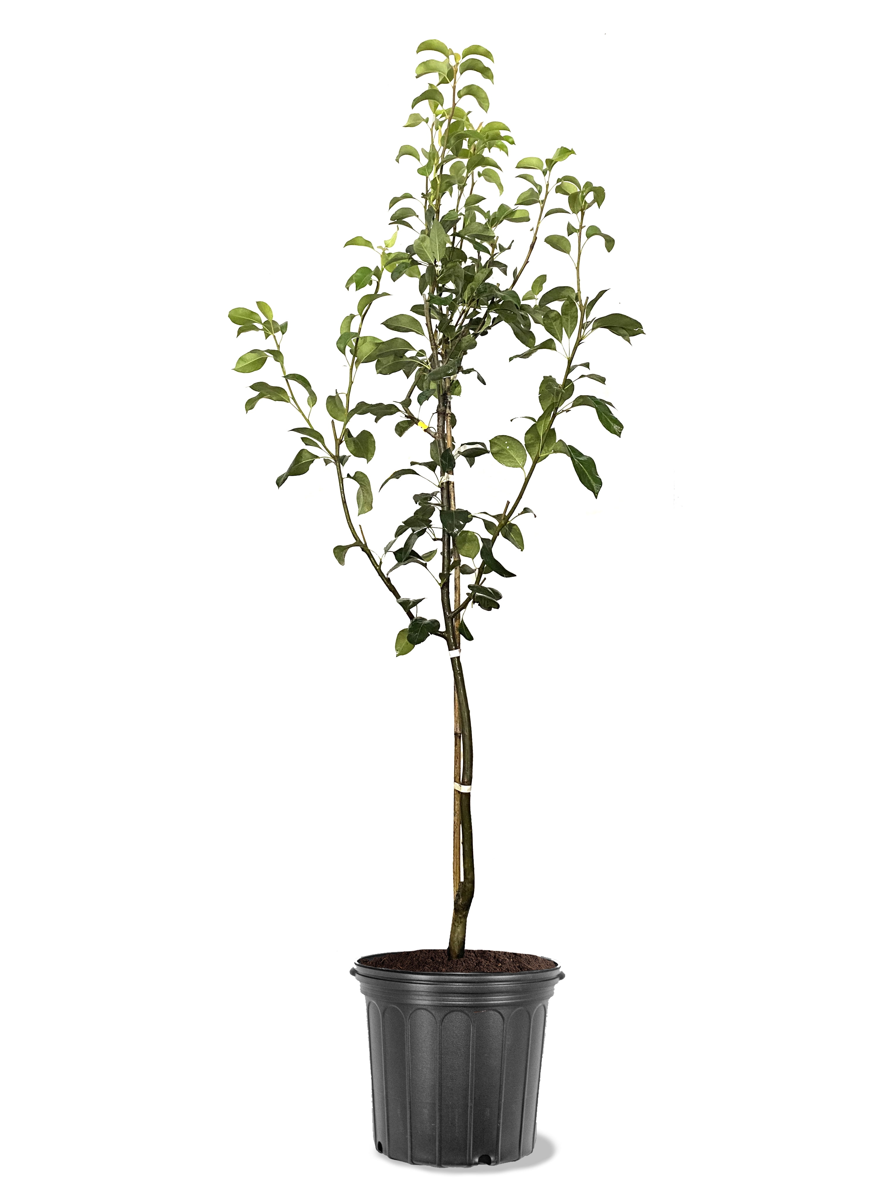 Expert Gardener 3.25 Gallon Pear Bartlett Live Tree