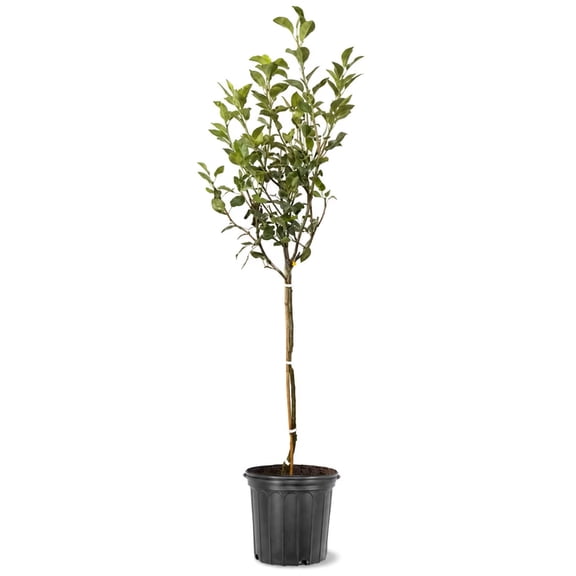 Expert Gardener 3.25 Gallon Pear Keifer Live Tree