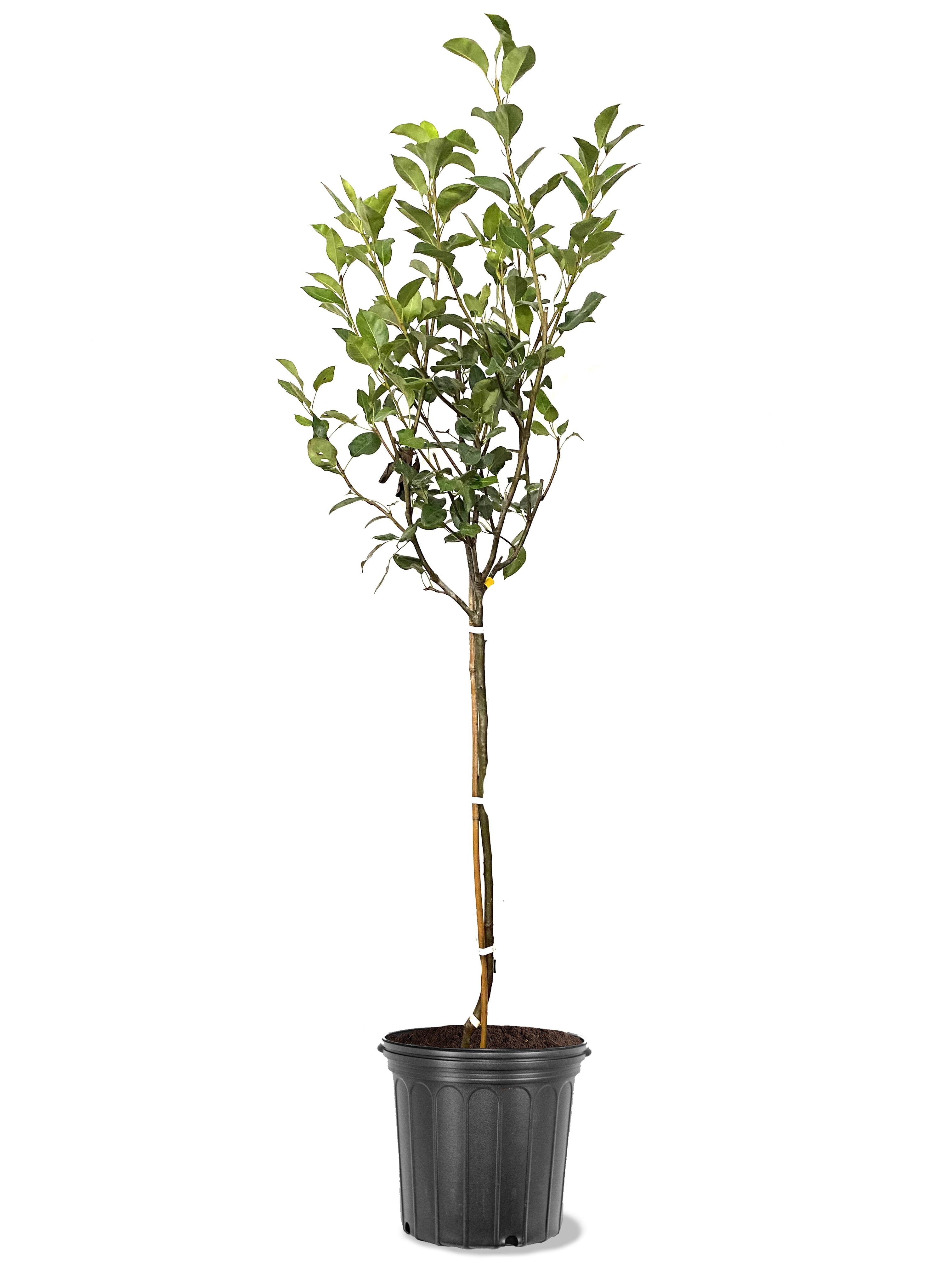 Expert Gardener 3.25 Gallon Pear Keifer Live Tree