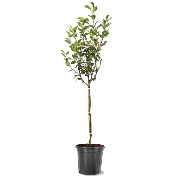 Expert Gardener 3.25 Gallon Pear Keifer Live Tree
