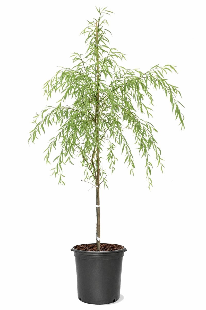 Expert Gardener 3.25 Gallon Weeping Willow Live Tree
