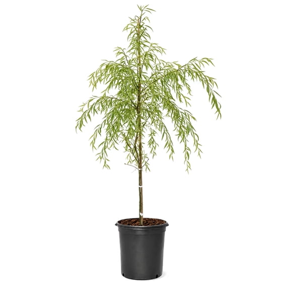 Expert Gardener 3.25 Gallon Weeping Willow Live Tree, Partial Sun