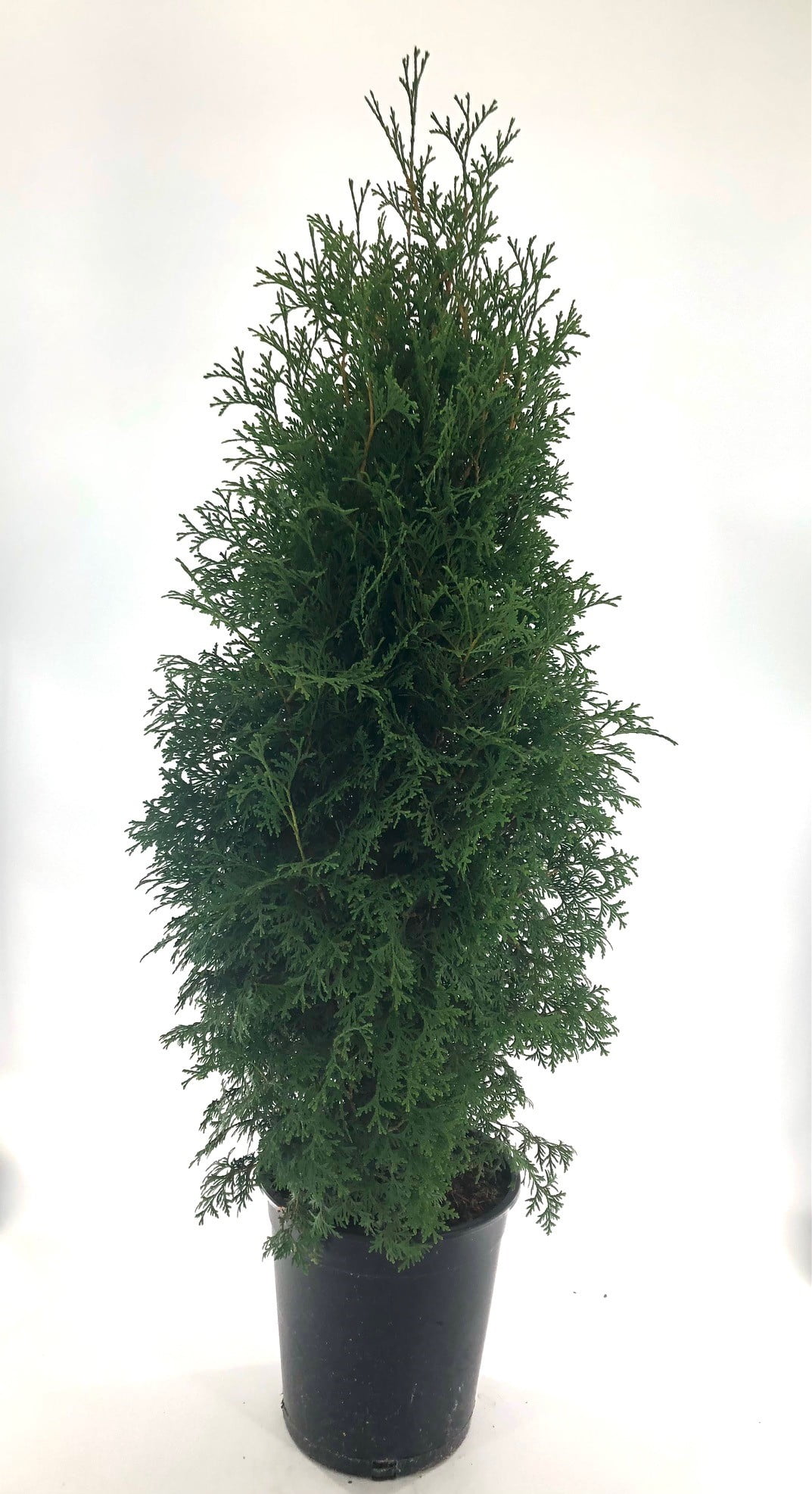 Expert Gardener 3.25 gal Arborvitae Skybound Live Shrubs