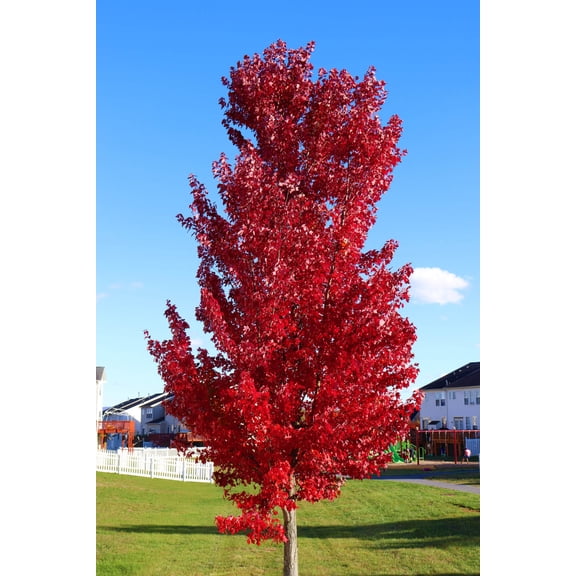 Expert Gardener 3.25G Maple Red Live Trees Full Sun Red