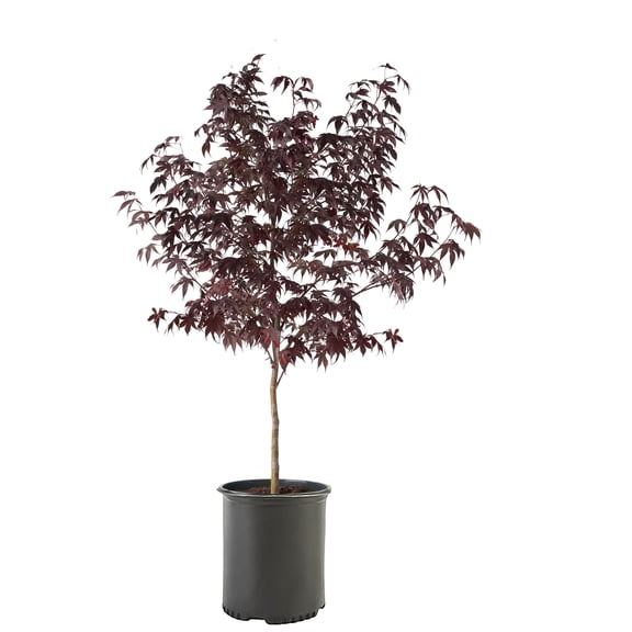 Expert Gardener Bloodgood Japanese Maple Shade Tree in 3.25-Gallon Grower Pot