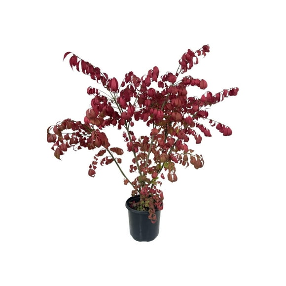 Expert Gardener 3.25G Euonymus a Compacta Live Shrubs Full Sun Green