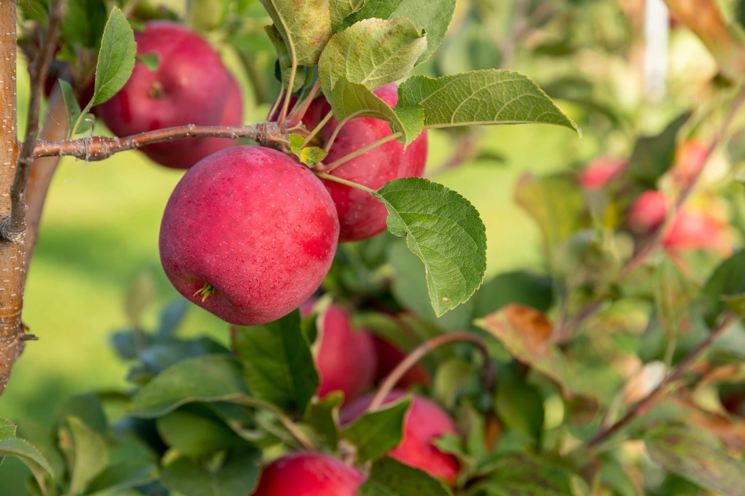 Expert Gardener 3.25G Firestorm Honeycrisp Apple Fruit Live Trees Full