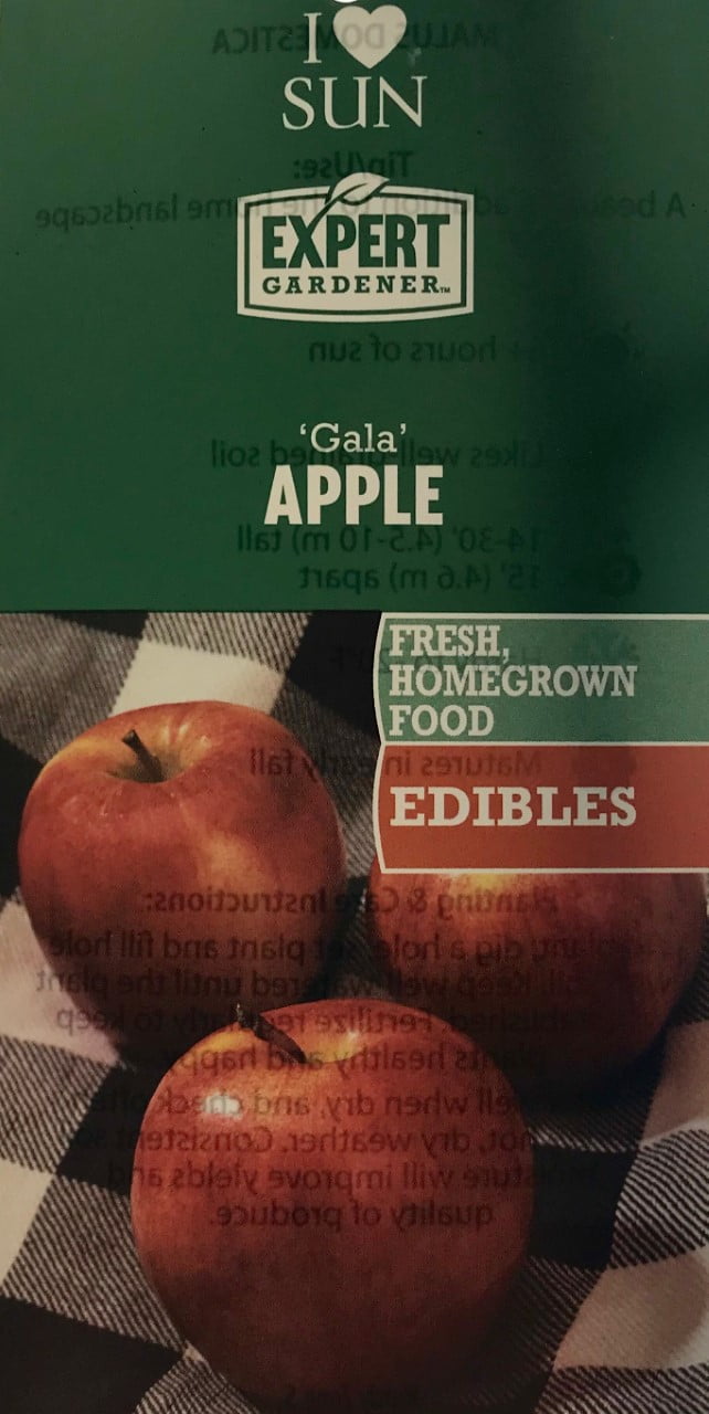 Gala Apple Tree Organic Seeds, 5 Count Gala Apple Tree Seed, Gala