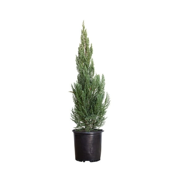 Expert Gardener 3.25G Juniper Moonglow Evergreen Live Shrubs Full Sun Blue