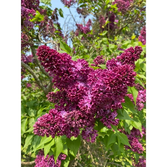 Expert Gardener 3.25G Lilac Monge Deciduous Live Plants Full Sun Purple