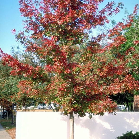 Expert Gardener 3.25G Oak Shumard Live Trees Full Sun Green
