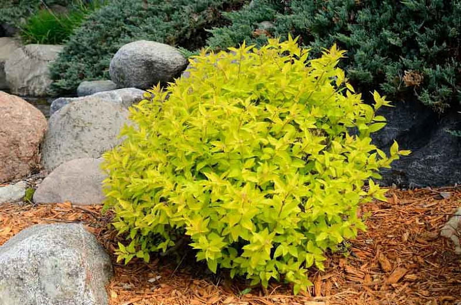 Expert Gardener 3.25G Spirea Goldmound Live Plants Full Sun Pink
