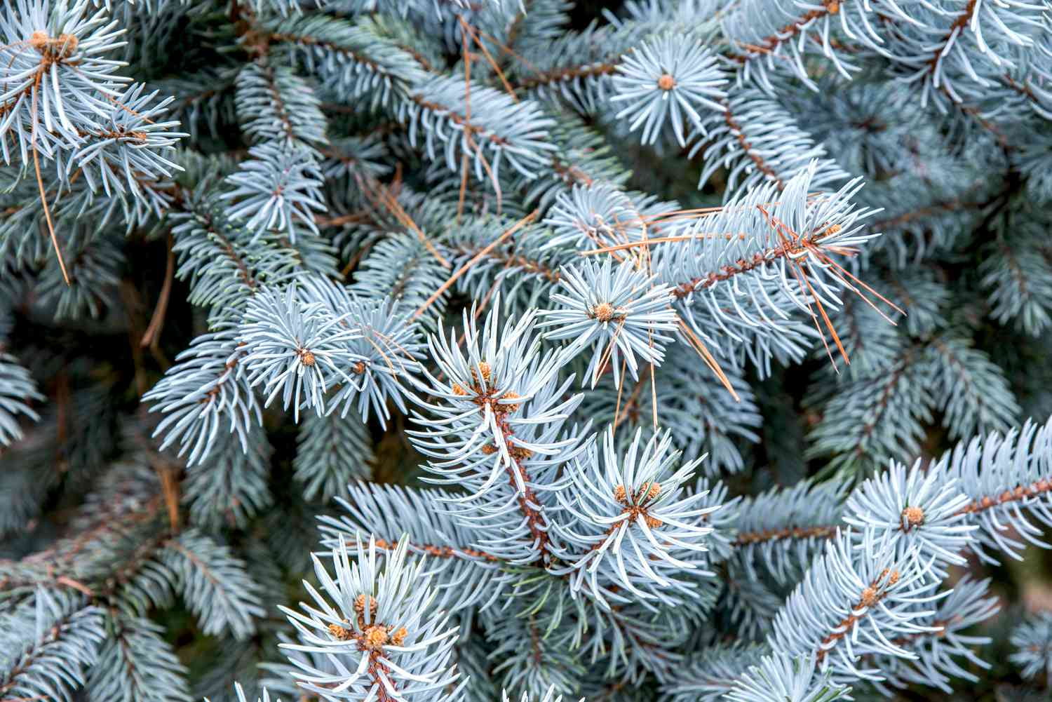 Expert Gardener 3.25G Colorado Blue Spruce Evergreen Live Shrub, Full Sun