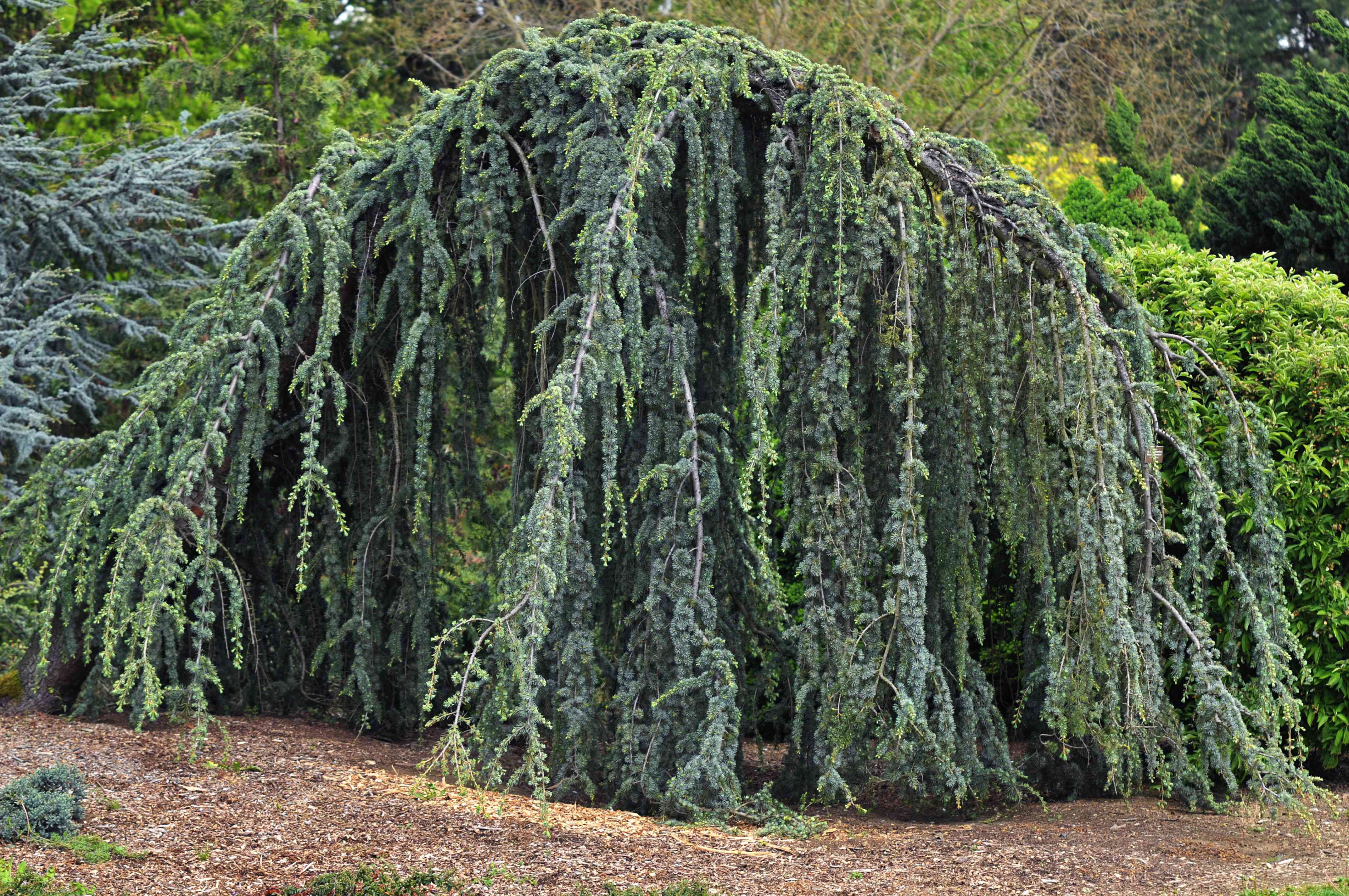 Expert Gardener 3.25G Weeping Atlas Cedar Evergreen Live Plants Full Sun Blue