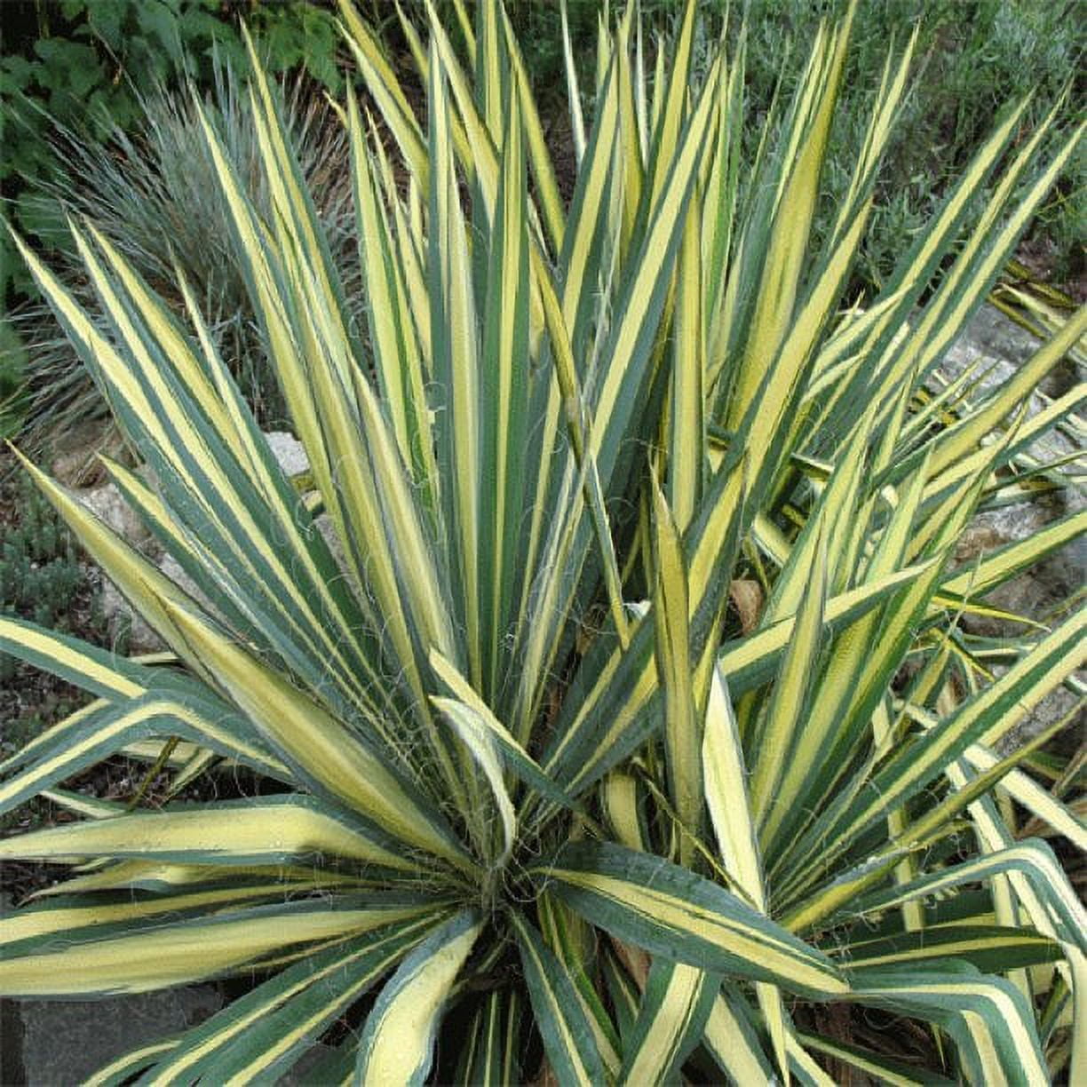 ★☆★yucc★☆★ Expert-Gardener-3-25G-Yucca-