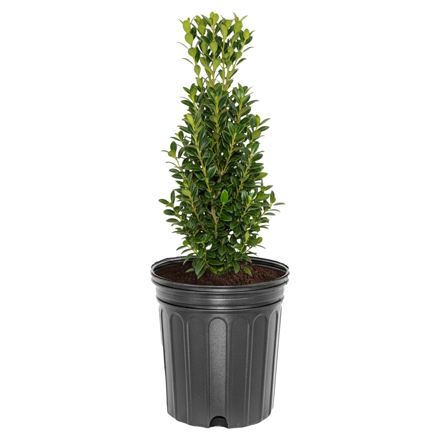Expert Gardener 3-3.5 ft Holly - Sky Pencil live Shrub in 3- Gallon Grower Pot