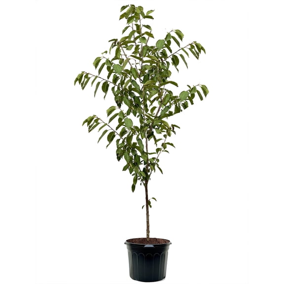Expert Gardener 3-4 ft. tall Accolade Pink Flowering Cherry Live Tree in 7-Gallon Grower Pot