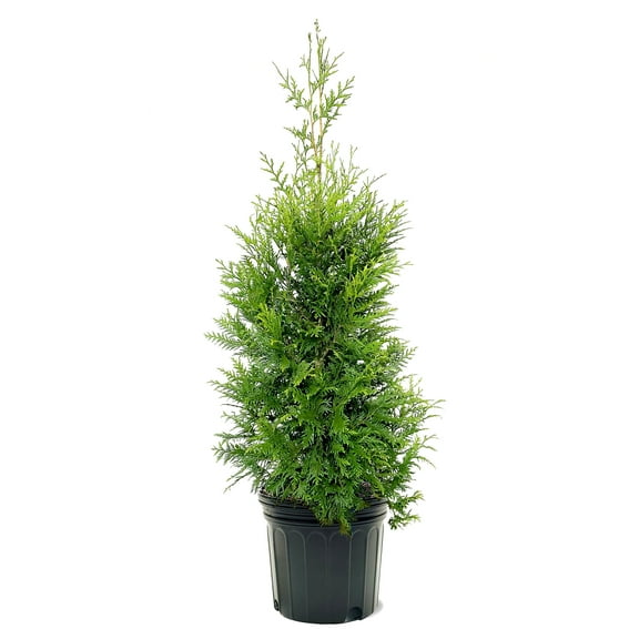 Expert Gardener 3-4 ft. tall American Pillar Thuja Live Tree in 7-Gallon Grower Pot