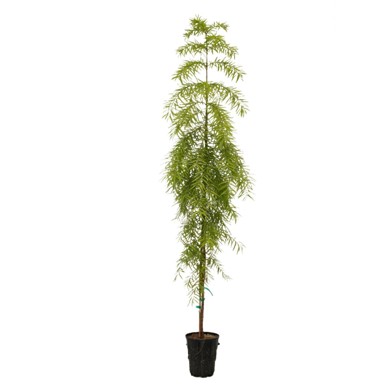 Expert Gardener Bald Cypress Falling Waters Tree in 1 gal Grower Pot