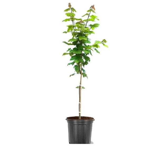 Expert Gardener 3-4' Cardinal Red Maple Tree in 7 gal. Grower Pot