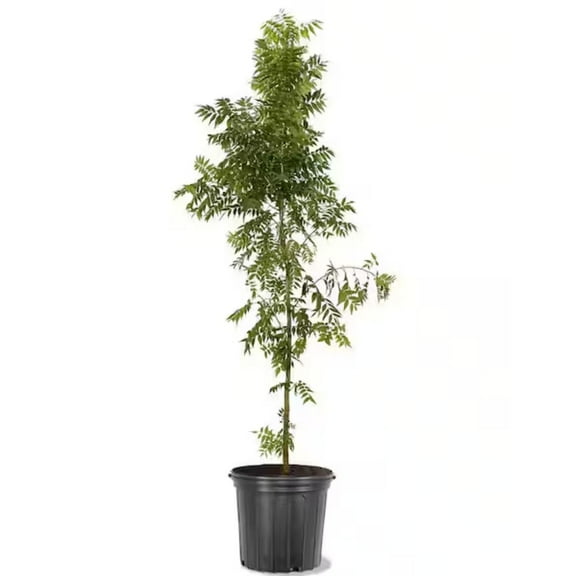 Expert Gardener 3-4 ft tall Chinese Pistache Live Tree in 7-Gallon Grower Pot