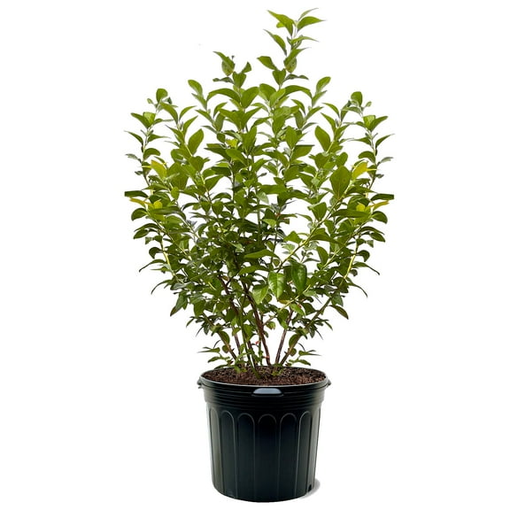 Expert Gardener 3-4' Colibri Blueberry Tree in 7 gal. Grower Pot