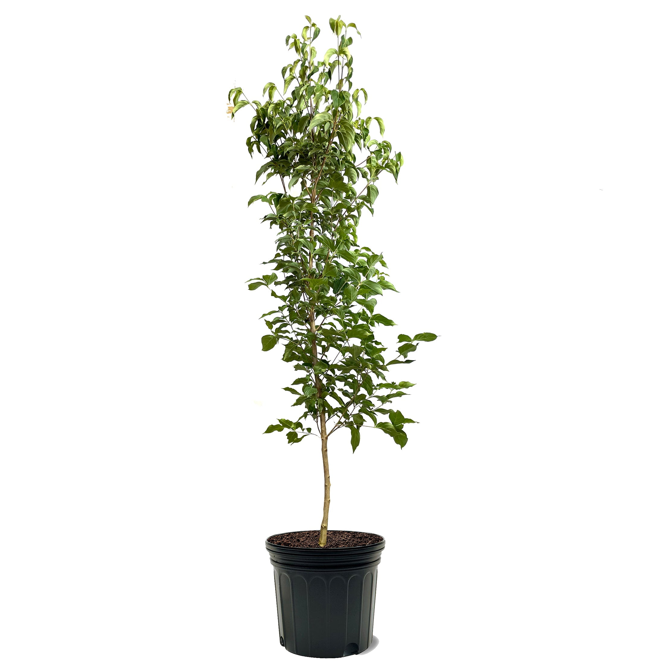 Expert Gardener 3-4' Constellation Dogwood Tree in 7 gal. Grower Pot