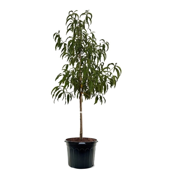 Expert Gardener 3-4 ft tall Contender Peach Live Tree in 7-Gallon Grower Pot