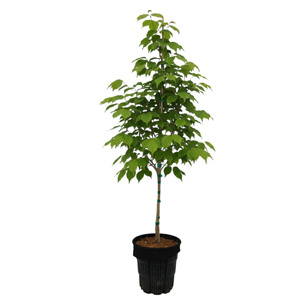 Expert Gardener 3-4' Dogwood Satomi in 1 gal. Grower Pot