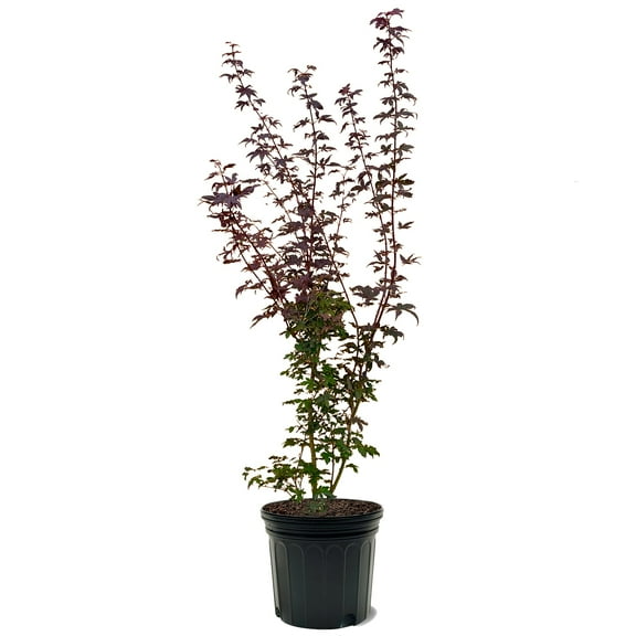 Expert Gardener 3-4 ft tall Emperor I Japanese Maple Tree in 7 gal. Grower Pot