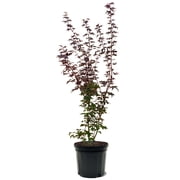 Expert Gardener 3-4 ft tall Emperor I Japanese Maple Tree in 7 gal. Grower Pot