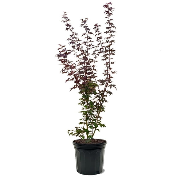 Expert Gardener 3-4' Fairview Maple Tree in 7 gal. Grower Pot