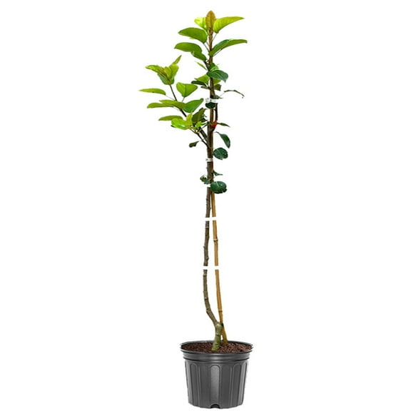 Expert Gardener 3-4 ft tall Flordahome European Pear Live Tree in 7-Gallon Grower Pot