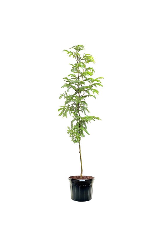 3-4' Golden Locust Tree in 7 gal. Grower Pot